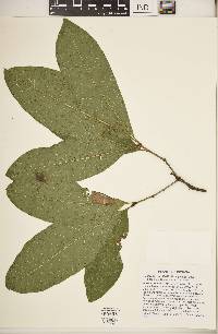 Quercus imbricaria image