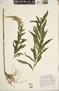 Solidago altissima subsp. altissima image