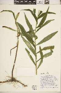 Solidago altissima subsp. altissima image