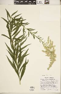 Solidago altissima subsp. altissima image