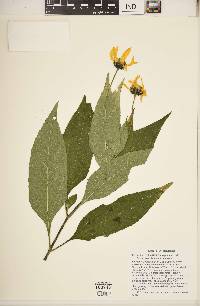 Helianthus tuberosus image