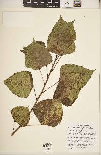 Populus deltoides subsp. deltoides image