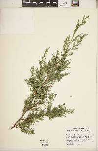 Juniperus virginiana var. virginiana image