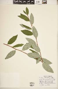 Elaeagnus umbellata image