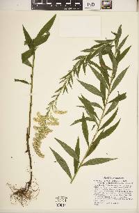 Solidago altissima subsp. altissima image