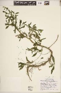 Symphyotrichum lanceolatum var. lanceolatum image