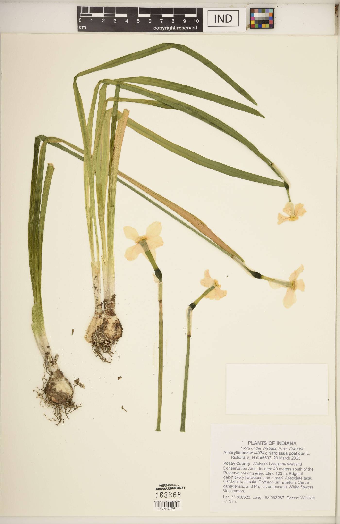 Narcissus poeticus image