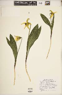 Erythronium americanum subsp. americanum image