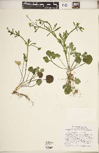 Ranunculus micranthus image