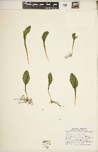 Ophioglossum vulgatum image