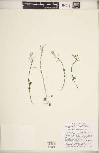 Cardamine douglassii image