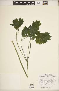 Caulophyllum thalictroides image