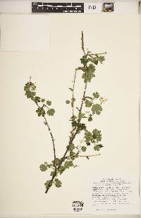 Ribes missouriense image