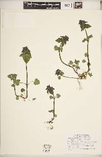 Lamium purpureum image