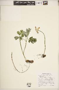 Dicentra canadensis image