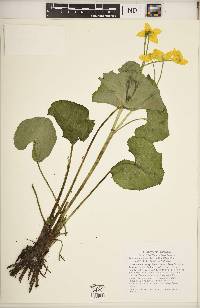 Caltha palustris image