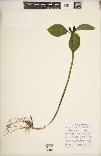 Trillium recurvatum image