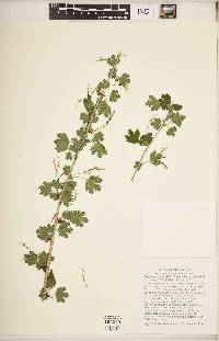 Ribes missouriense image