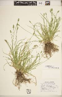 Carex leavenworthii image