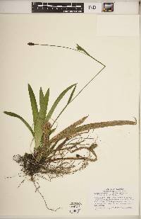 Carex plantaginea image