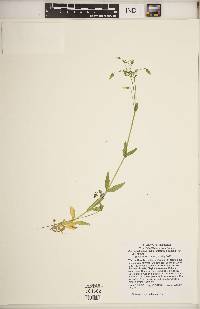 Cerastium nutans image