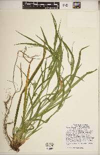 Carex grisea image