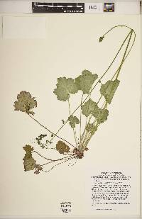 Heuchera americana var. hirsuticaulis image