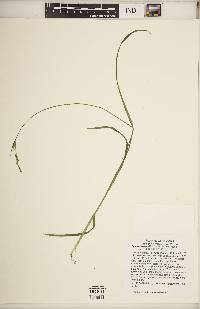 Carex hirtifolia image