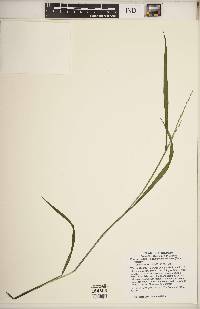 Festuca subverticillata image