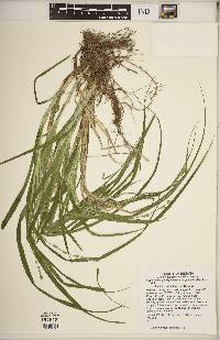 Carex sparganioides image