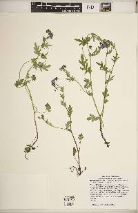 Phacelia purshii image