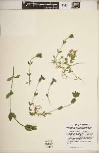 Cerastium fontanum subsp. vulgare image