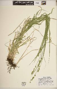 Carex aggregata image