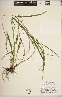 Carex grisea image