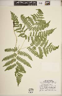 Pteridium aquilinum var. latiusculum image