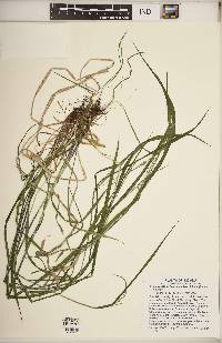 Festuca subverticillata image