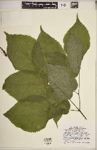 Aralia racemosa image