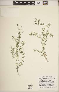 Galium concinnum image