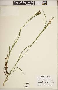 Carex shortiana image