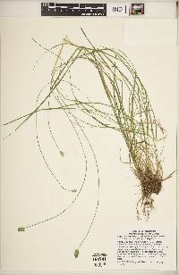 Carex leavenworthii image