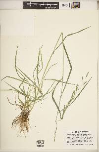 Bromus commutatus image