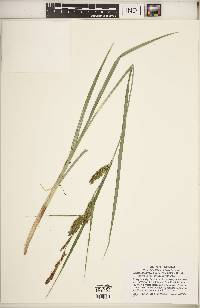 Carex hyalinolepis image