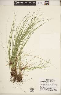 Carex albicans var. albicans image