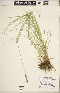 Carex muehlenbergii var. enervis image