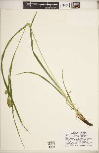 Carex typhina image