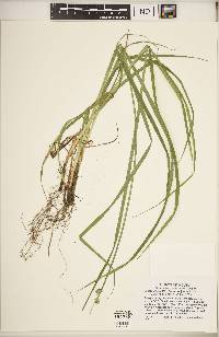 Carex conjuncta image