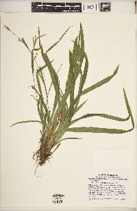 Carex laxiculmis var. laxiculmis image