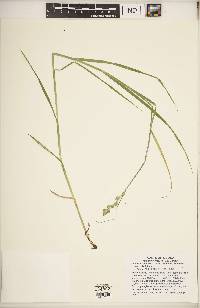 Carex tribuloides var. tribuloides image