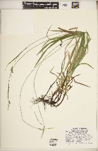 Carex hirtifolia image