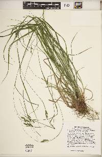 Carex swanii image